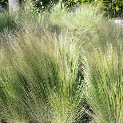 Stipa tenuissima - graminées moyennes